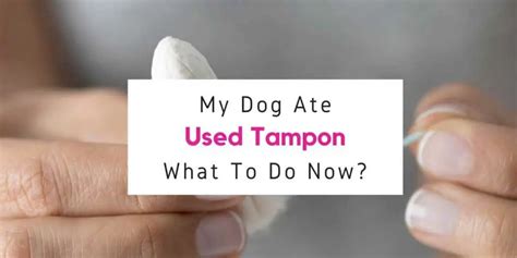 dog ate tampon how long to pass|dog ate tampon at first.